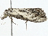  ( - BIOUG98669-C03)  @11 [ ] CreativeCommons - Attribution (2023) CBG Photography Group Centre for Biodiversity Genomics