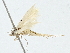  ( - BIOUG98669-D12)  @11 [ ] CreativeCommons - Attribution (2023) CBG Photography Group Centre for Biodiversity Genomics