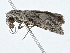 ( - BIOUG98670-G11)  @11 [ ] CreativeCommons - Attribution (2023) CBG Photography Group Centre for Biodiversity Genomics
