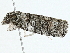  ( - BIOUG98675-E04)  @11 [ ] CreativeCommons - Attribution (2023) CBG Photography Group Centre for Biodiversity Genomics