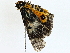  ( - BIOUG98717-B04)  @11 [ ] CreativeCommons - Attribution (2023) CBG Photography Group Centre for Biodiversity Genomics