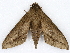  ( - BIOUG98717-B05)  @11 [ ] CreativeCommons - Attribution (2023) CBG Photography Group Centre for Biodiversity Genomics