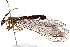  ( - BIOUG98717-C03)  @11 [ ] CreativeCommons - Attribution (2023) CBG Photography Group Centre for Biodiversity Genomics