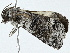  ( - BIOUG98717-G12)  @11 [ ] CreativeCommons - Attribution (2023) CBG Photography Group Centre for Biodiversity Genomics