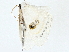  ( - BIOUG98718-C11)  @11 [ ] CreativeCommons - Attribution (2023) CBG Photography Group Centre for Biodiversity Genomics
