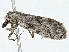  ( - BIOUG98718-H08)  @11 [ ] CreativeCommons - Attribution (2023) CBG Photography Group Centre for Biodiversity Genomics
