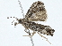  ( - BIOUG98719-C09)  @11 [ ] CreativeCommons - Attribution (2023) CBG Photography Group Centre for Biodiversity Genomics