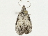  ( - BIOUG98719-F01)  @11 [ ] CreativeCommons - Attribution (2023) CBG Photography Group Centre for Biodiversity Genomics