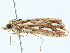  ( - BIOUG99533-A07)  @11 [ ] CreativeCommons - Attribution (2023) CBG Photography Group Centre for Biodiversity Genomics