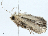  ( - BIOUG99533-G07)  @11 [ ] CreativeCommons - Attribution (2023) CBG Photography Group Centre for Biodiversity Genomics