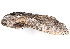  ( - BIOUG99535-G11)  @11 [ ] CreativeCommons - Attribution (2023) CBG Photography Group Centre for Biodiversity Genomics