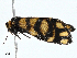  ( - BIOUG99538-D06)  @11 [ ] CreativeCommons - Attribution (2023) CBG Photography Group Centre for Biodiversity Genomics