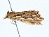  ( - BIOUG99540-B08)  @11 [ ] CreativeCommons - Attribution (2023) CBG Photography Group Centre for Biodiversity Genomics