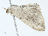  ( - CBG-A00266-G12)  @11 [ ] CreativeCommons - Attribution (2023) CBG Photography Group Centre for Biodiversity Genomics