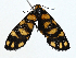  ( - CBG-A00268-A03)  @11 [ ] CreativeCommons - Attribution (2023) CBG Photography Group Centre for Biodiversity Genomics