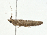  ( - CBG-A00269-C01)  @11 [ ] CreativeCommons - Attribution (2023) CBG Photography Group Centre for Biodiversity Genomics