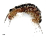  ( - CBG-A04546-F12)  @11 [ ] CreativeCommons - Attribution (2023) CBG Photography Group Centre for Biodiversity Genomics