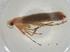  (Caloptilia sp. RN-2016 - CBG-A04547-B11)  @11 [ ] CreativeCommons - Attribution (2023) Centre for Biodiversity Genomics Centre for Biodiversity Genomics
