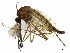  ( - CBG-A04552-G05)  @11 [ ] CreativeCommons - Attribution (2023) CBG Photography Group Centre for Biodiversity Genomics
