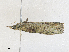  ( - CBG-A28403-E05)  @11 [ ] CreativeCommons - Attribution Share-Alike (2024) CBG Photography Group Centre for Biodiversity Genomics
