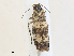  ( - CBG-A28437-A02)  @11 [ ] CreativeCommons - Attribution Share-Alike (2024) CBG Photography Group Centre for Biodiversity Genomics