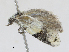  ( - CBG-A28442-A11)  @11 [ ] CreativeCommons - Attribution Share-Alike (2024) CBG Photography Group Centre for Biodiversity Genomics