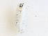  ( - CBG-A28461-B04)  @11 [ ] CreativeCommons - Attribution Share-Alike (2024) CBG Photography Group Centre for Biodiversity Genomics