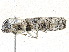  ( - CBG-A28466-C12)  @11 [ ] CreativeCommons - Attribution Share-Alike (2024) CBG Photography Group Centre for Biodiversity Genomics