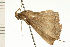  ( - 08-NSWHH-0951.1)  @14 [ ] CreativeCommons - Attribution (2010) Unspecified Centre for Biodiversity Genomics