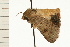  ( - 08-NSWHH-0414)  @13 [ ] CreativeCommons - Attribution (2009) Unspecified Centre for Biodiversity Genomics