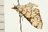  ( - 08-NSWHH-0488)  @13 [ ] CreativeCommons - Attribution (2009) Unspecified Centre for Biodiversity Genomics