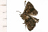  ( - 08-NSWHH-0492)  @13 [ ] CreativeCommons - Attribution (2009) Unspecified Centre for Biodiversity Genomics