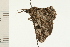  ( - 08-NSWHH-0503)  @13 [ ] CreativeCommons - Attribution (2009) Unspecified Centre for Biodiversity Genomics