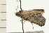  ( - 08-NSWHH-0519)  @13 [ ] CreativeCommons - Attribution (2009) Unspecified Centre for Biodiversity Genomics