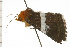  ( - 08-NSWHH-0530)  @12 [ ] CreativeCommons - Attribution (2009) Unspecified Centre for Biodiversity Genomics