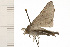  ( - 08-NSWHH-0531)  @12 [ ] CreativeCommons - Attribution (2009) Unspecified Centre for Biodiversity Genomics