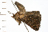  ( - 08-NSWHH-0550)  @12 [ ] CreativeCommons - Attribution (2009) Unspecified Centre for Biodiversity Genomics