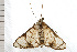  ( - 08-NSWHH-0569)  @13 [ ] CreativeCommons - Attribution (2009) Unspecified Centre for Biodiversity Genomics