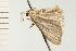  (Idaea eretmopus - 08-NSWHH-0573)  @15 [ ] CreativeCommons - Attribution (2009) Unspecified Centre for Biodiversity Genomics