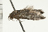  ( - 08-NSWHH-0584)  @12 [ ] CreativeCommons - Attribution (2009) Unspecified Centre for Biodiversity Genomics