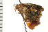  ( - 08-NSWHH-0591)  @12 [ ] CreativeCommons - Attribution (2009) Unspecified Centre for Biodiversity Genomics