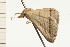  ( - 08-NSWHH-0613)  @13 [ ] CreativeCommons - Attribution (2009) Unspecified Centre for Biodiversity Genomics