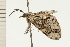  ( - 08-NSWHH-0645)  @12 [ ] CreativeCommons - Attribution (2009) Unspecified Centre for Biodiversity Genomics
