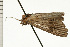  ( - 08-NSWHH-0685)  @12 [ ] CreativeCommons - Attribution (2009) Unspecified Centre for Biodiversity Genomics