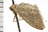  ( - 08-NSWHH-0694)  @13 [ ] CreativeCommons - Attribution (2009) Unspecified Centre for Biodiversity Genomics