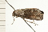  ( - 08-NSWHH-0720)  @13 [ ] CreativeCommons - Attribution (2009) Unspecified Centre for Biodiversity Genomics