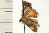 ( - 08-NSWHH-0728)  @13 [ ] CreativeCommons - Attribution (2009) Unspecified Centre for Biodiversity Genomics