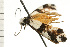  ( - 08-NSWHH-0758)  @13 [ ] CreativeCommons - Attribution (2009) Unspecified Centre for Biodiversity Genomics