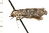  ( - 08-NSWHH-0784)  @12 [ ] CreativeCommons - Attribution (2009) Unspecified Centre for Biodiversity Genomics
