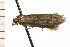  ( - 08-NSWHH-0793)  @12 [ ] CreativeCommons - Attribution (2009) Unspecified Centre for Biodiversity Genomics